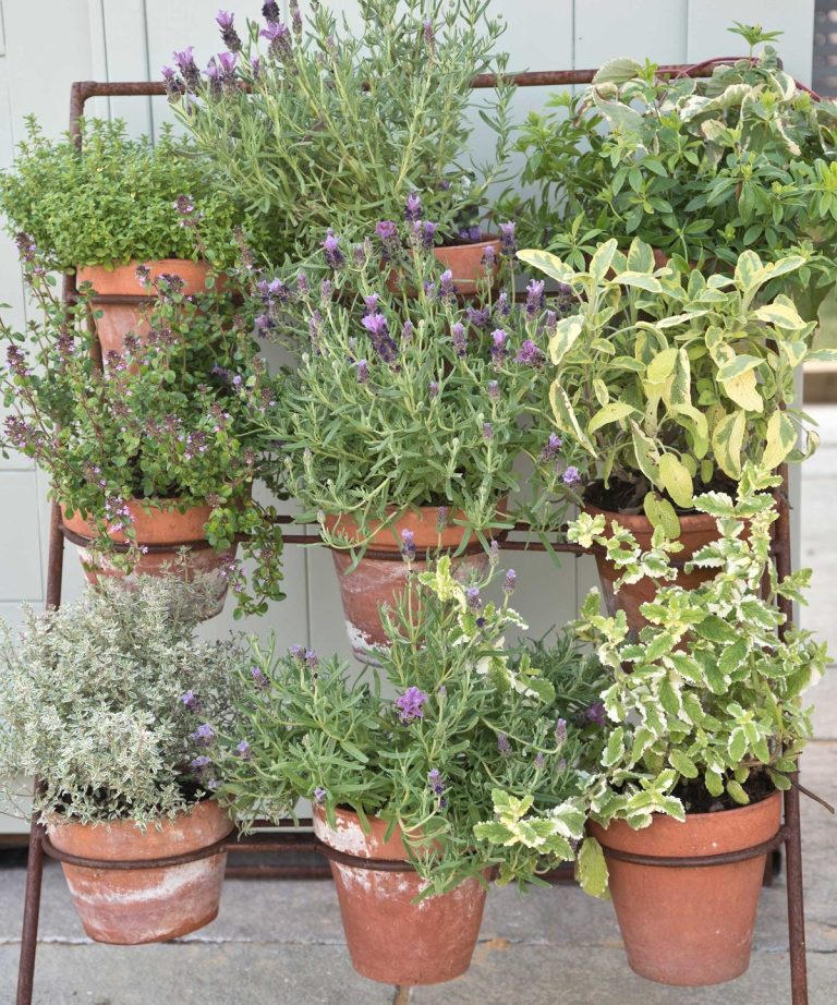 Les herbes les plus faciles à cultiver à la maison – 5 délicieux experts en jardinage disent que n’importe qui peut pousser dans sa cour ou à l’intérieur Les herbes les plus faciles à cultiver à la maison - 5 délicieux experts en jardinage disent que n'importe qui peut pousser dans sa cour ou à l'intérieur