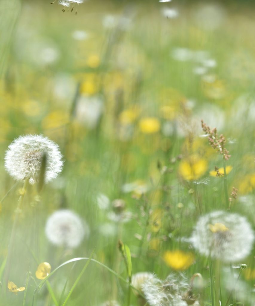 Les mauvaises herbes sont-elles vraiment l'ennemi? Pourquoi les soi-disant problèmes que les plantes méritent un changement de marque et peut-être même un endroit dans votre cour