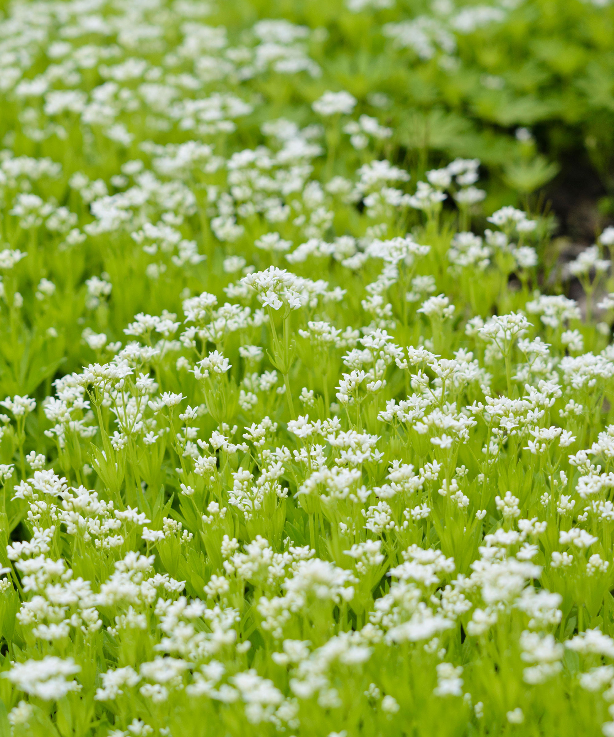 Fleurs blanches de Galium odoratum, également connu sous le nom de bois doux