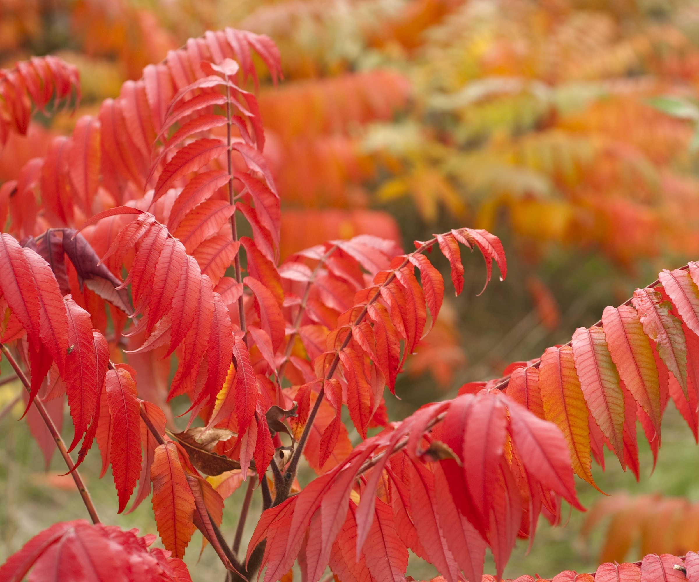 Poison Sumac Tree avec des feuilles rouges et orange dans les mois d'automne