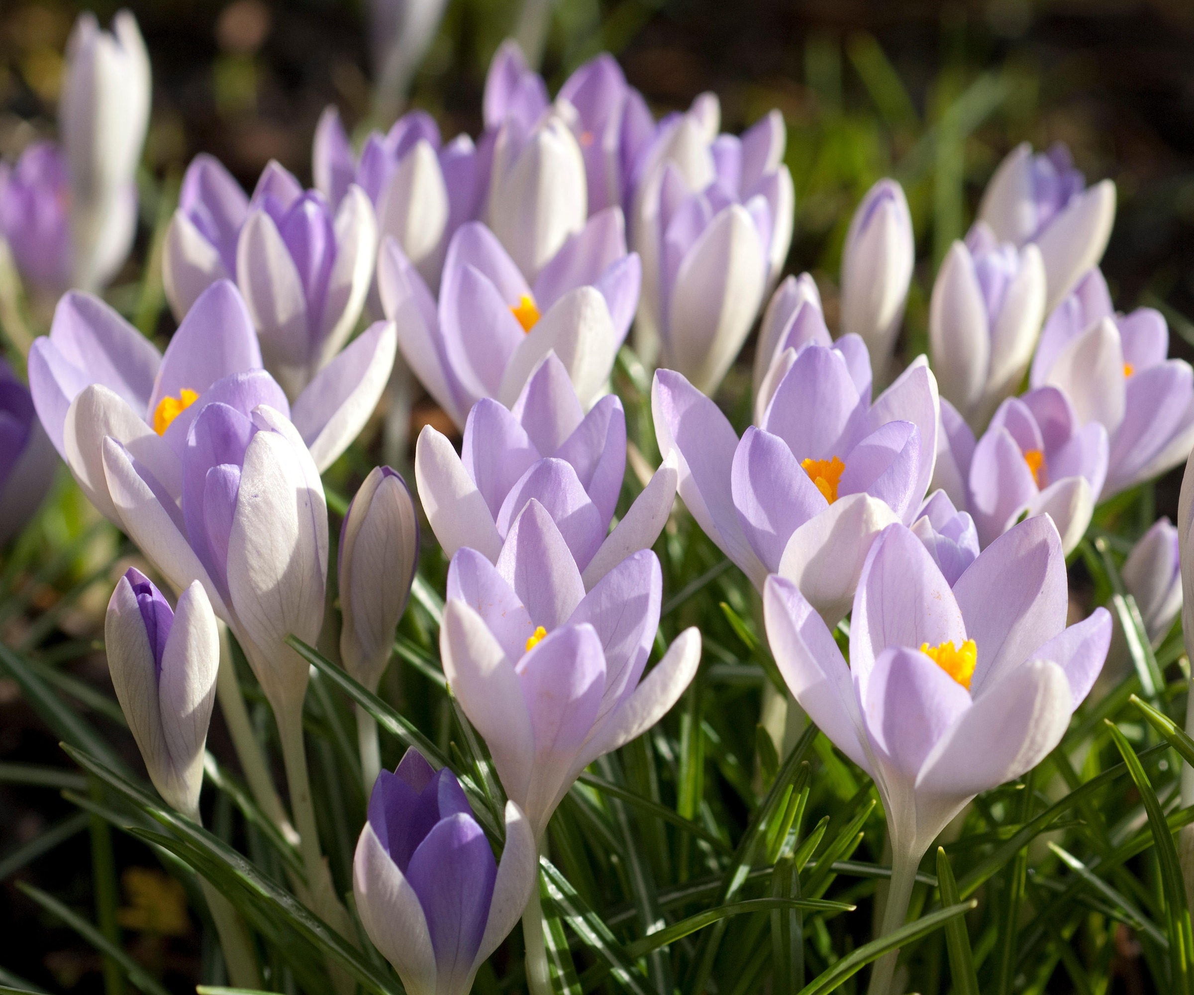 Crocus Tommasinianus, Crocus néerlandais