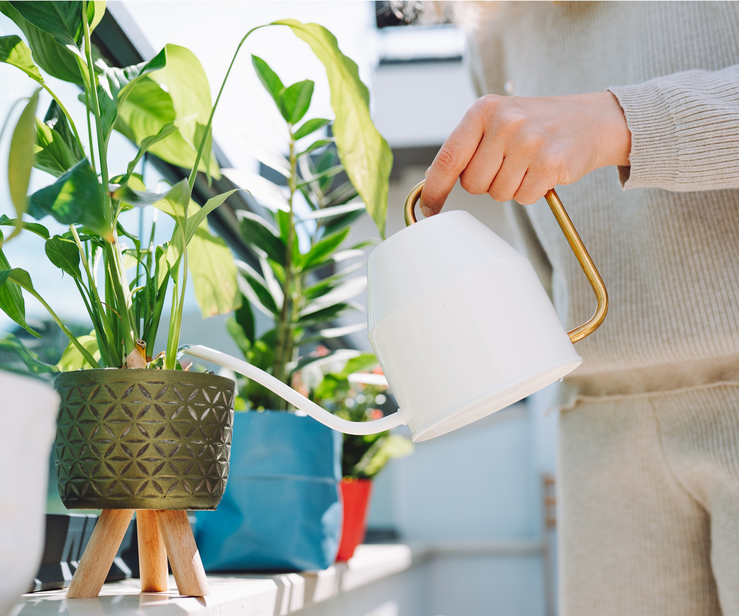 Nourrir des plantes d'intérieur