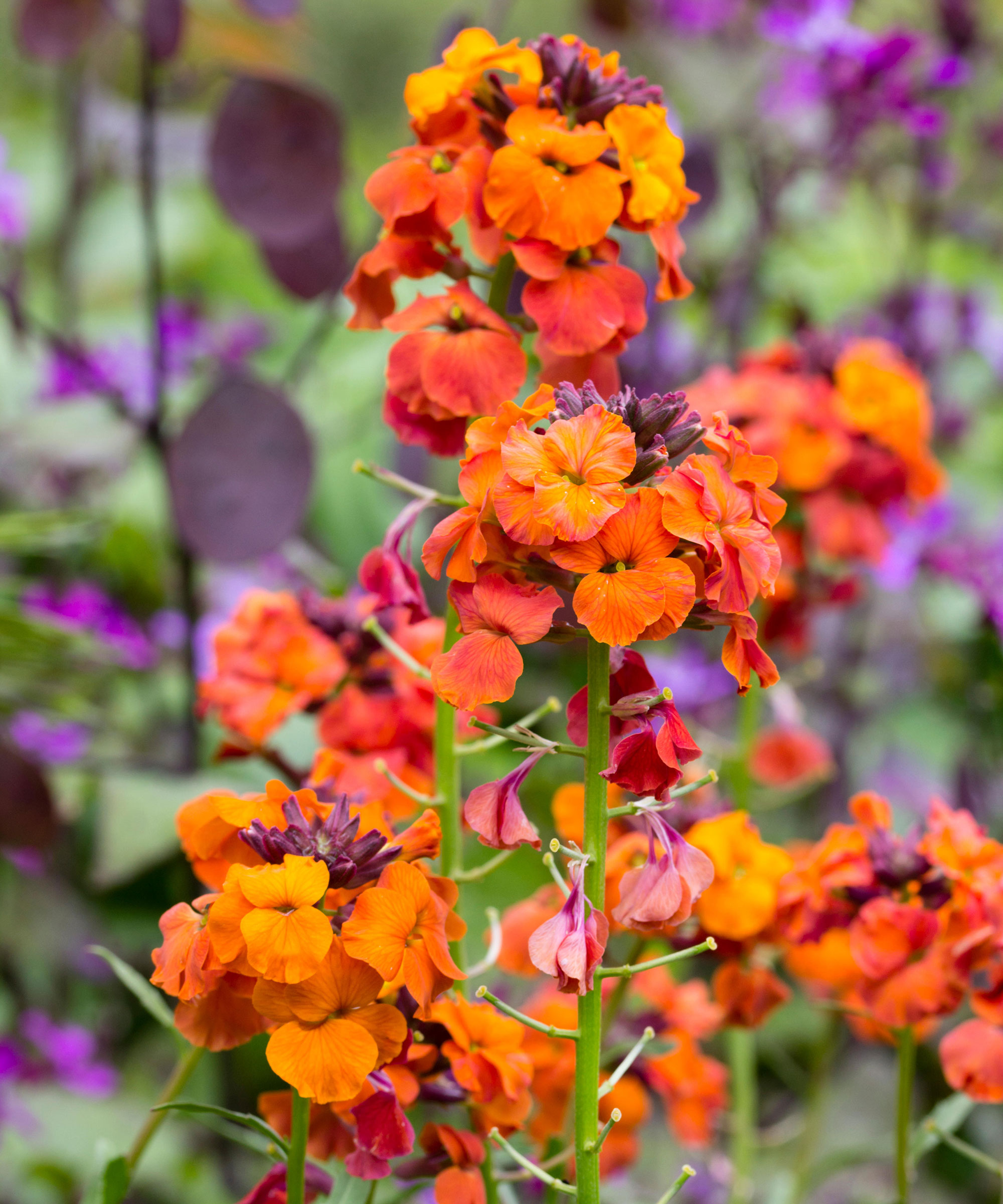Fleurs orange vif de la giroflée vivace, Erysim 'Abricot Twist' '