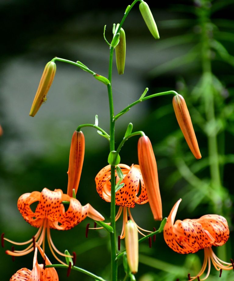 Comment cultiver Tiger Lily – vous ne croirez pas à quel point il est facile d’ajouter un look exotique et cher à votre jardin avec ces vivaces robustes Comment cultiver Tiger Lily - vous ne croirez pas à quel point il est facile d'ajouter un look exotique et cher à votre jardin avec ces vivaces robustes