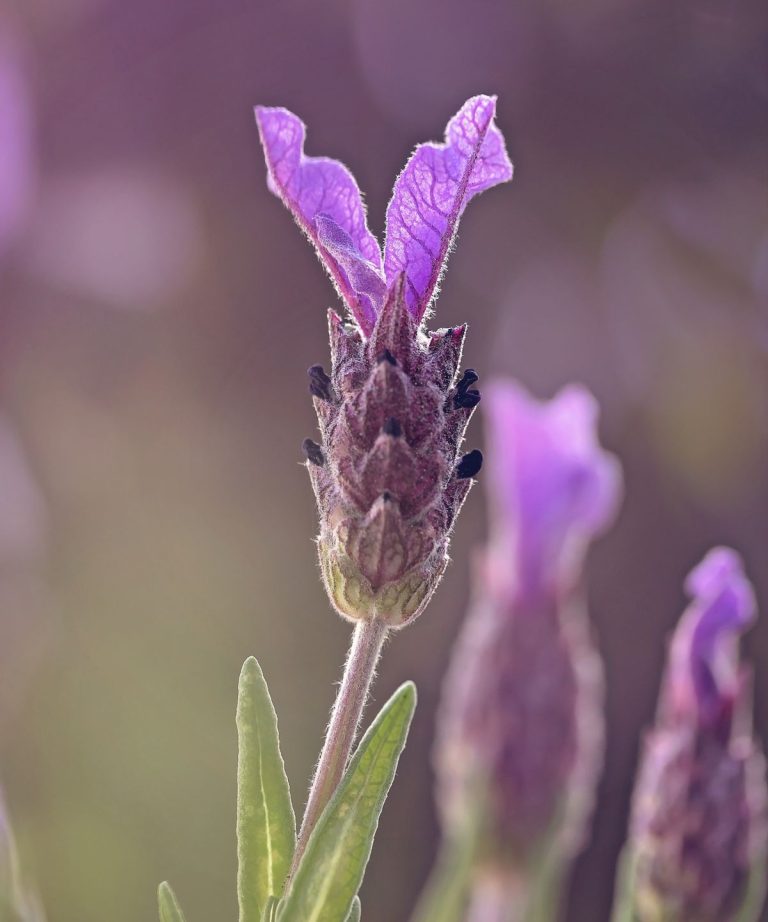 Les plantes parfumées peuvent abaisser votre tension artérielle, réduire le stress et améliorer la concentration, dit un thérapeute horticole – découvrir comment exploiter la science de l’odeur dans votre cour Les plantes parfumées peuvent abaisser votre tension artérielle, réduire le stress et améliorer la concentration, dit un thérapeute horticole - découvrir comment exploiter la science de l'odeur dans votre cour
