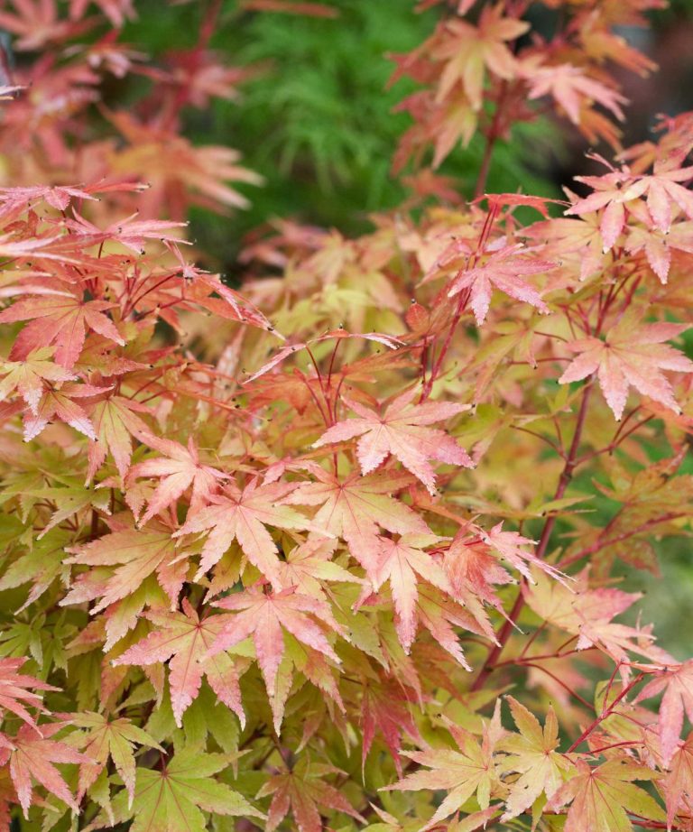 Meilleurs arbres pour un jardin japonais – Plantez ces 7 espèces pour la beauté, l’équilibre et l’harmonie, disons des paysagistes experts Meilleurs arbres pour un jardin japonais - Plantez ces 7 espèces pour la beauté, l'équilibre et l'harmonie, disons des paysagistes experts
