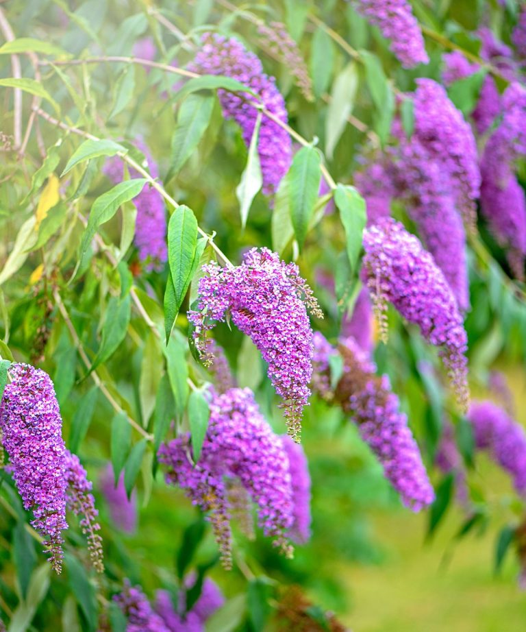 6 plantes à tailler au printemps – réduisez ces arbustes et vivaces au bon moment pour des frontières brillantes cette année 6 plantes à tailler au printemps - réduisez ces arbustes et vivaces au bon moment pour des frontières brillantes cette année