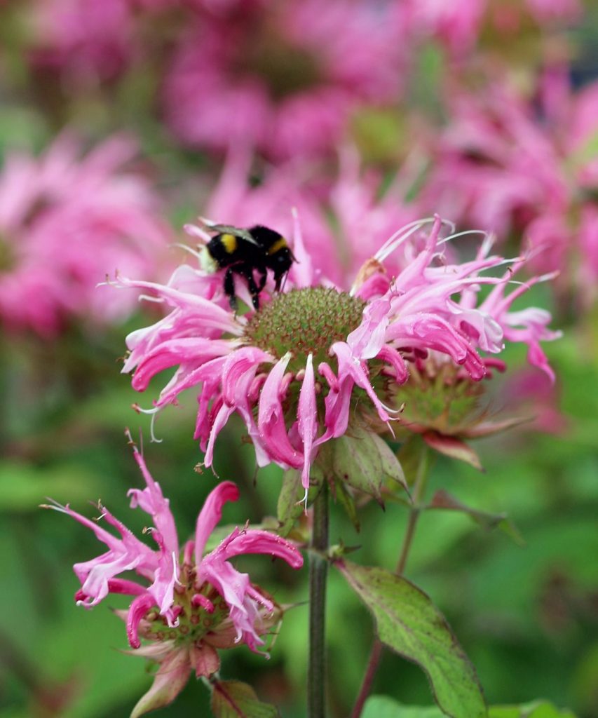Comment cultiver un baume d'abeilles - et découvrir pourquoi les générations de jardiniers ont ajouté cette herbe brillante à leur intrigue pour la couleur, l'odeur et les pollinisateurs
