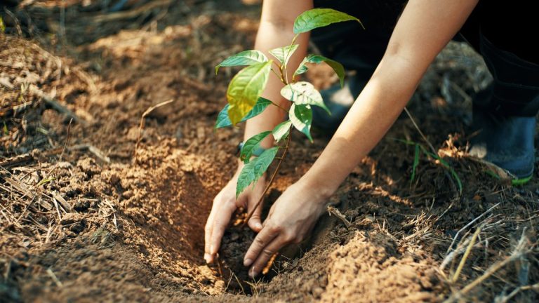 Comment planter une forêt de Miyawaki – et créer une belle micro-bois dans votre propre arrière-cour Comment planter une forêt de Miyawaki - et créer une belle micro-bois dans votre propre arrière-cour