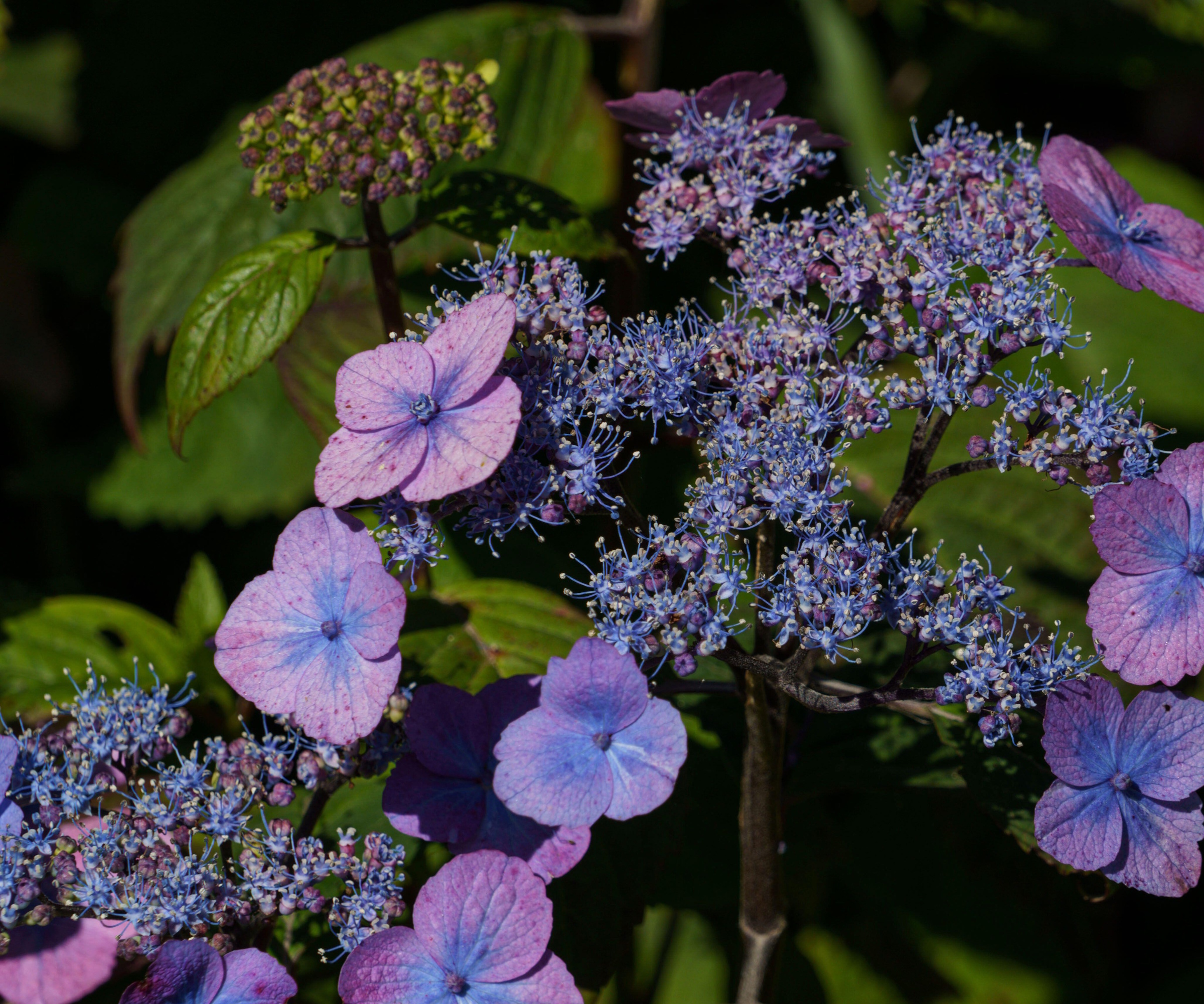 `` Tiny tuff trucs '' Hortensia de montagne, ou l'hortensia serrata, avec des pétales de fleurs bleu violet