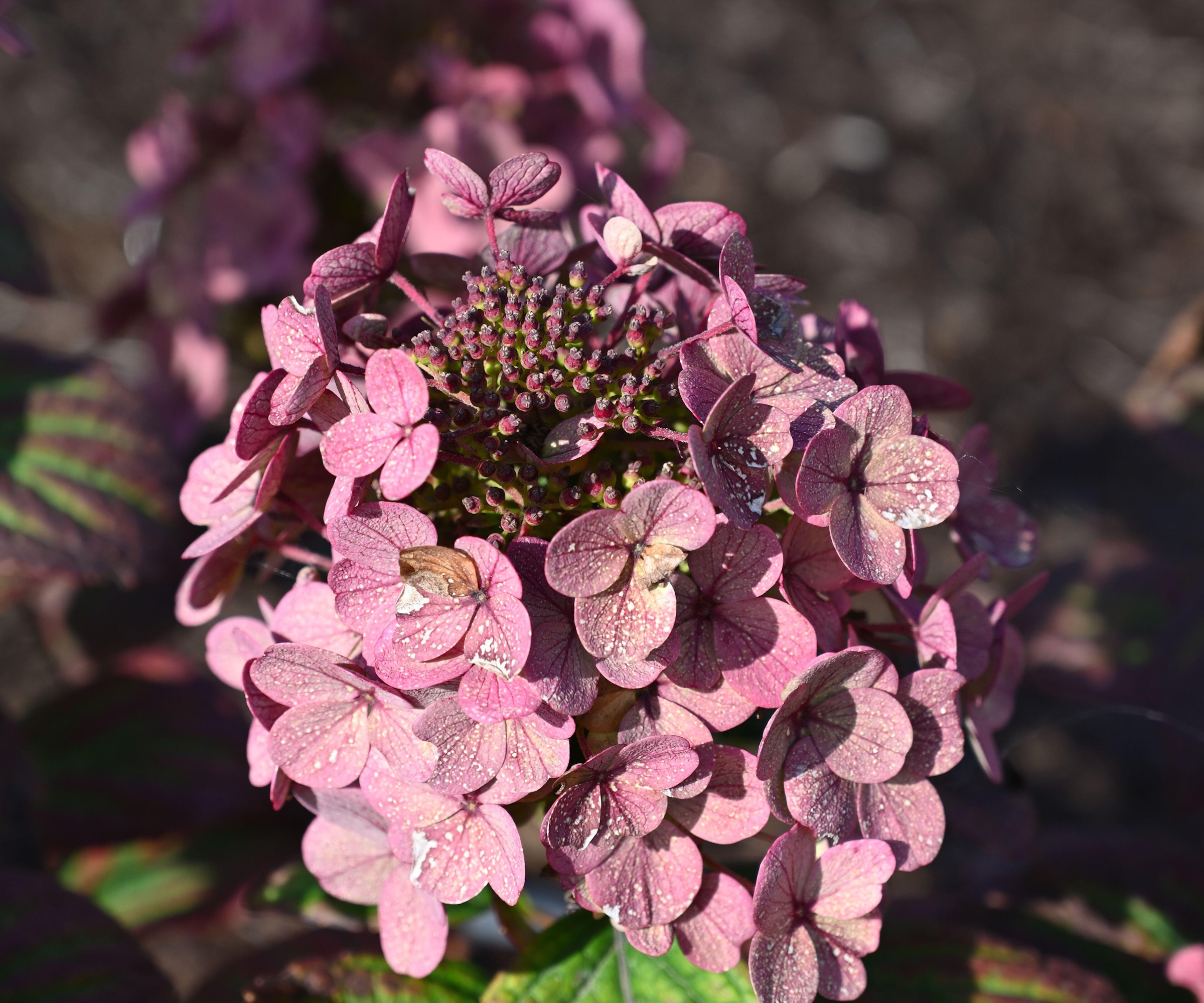 Hortensia 'Little rapide' 'avec des fleurs de lilas en été