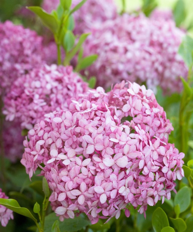 Meilleurs hortensias pour les petits espaces – 5 arbustes floraux qui transformeront les cours compactes Meilleurs hortensias pour les petits espaces - 5 arbustes floraux qui transformeront les cours compactes