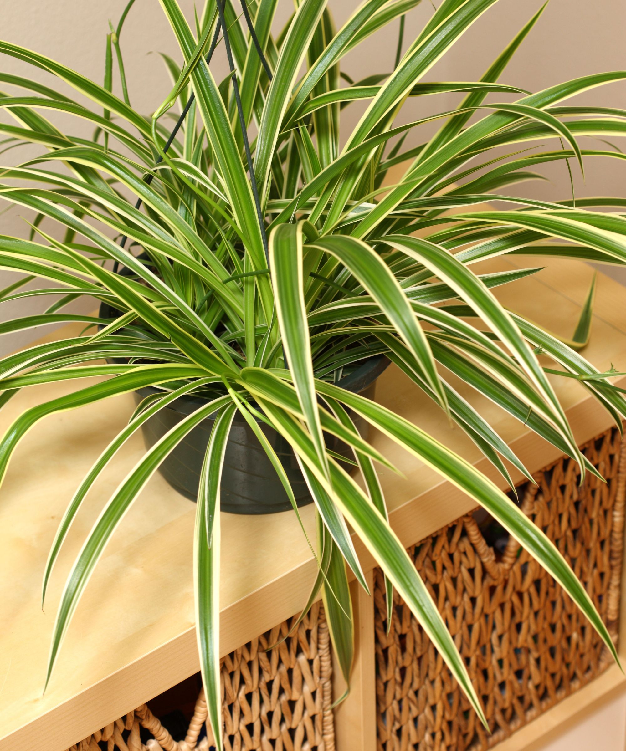 Plante d'araignée, chlorophytum comosum