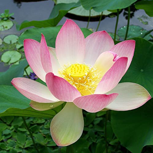 Chuxay Garden Nelumbo Nucifera-Sacred Lotus, Laxmi Lotus, Indian Lotus 25 Seeds Bonsai multiple Color Bowl Lotus Seeds Decorative Pond Grows en quelques semaines à croissance rapide et à maintenir
