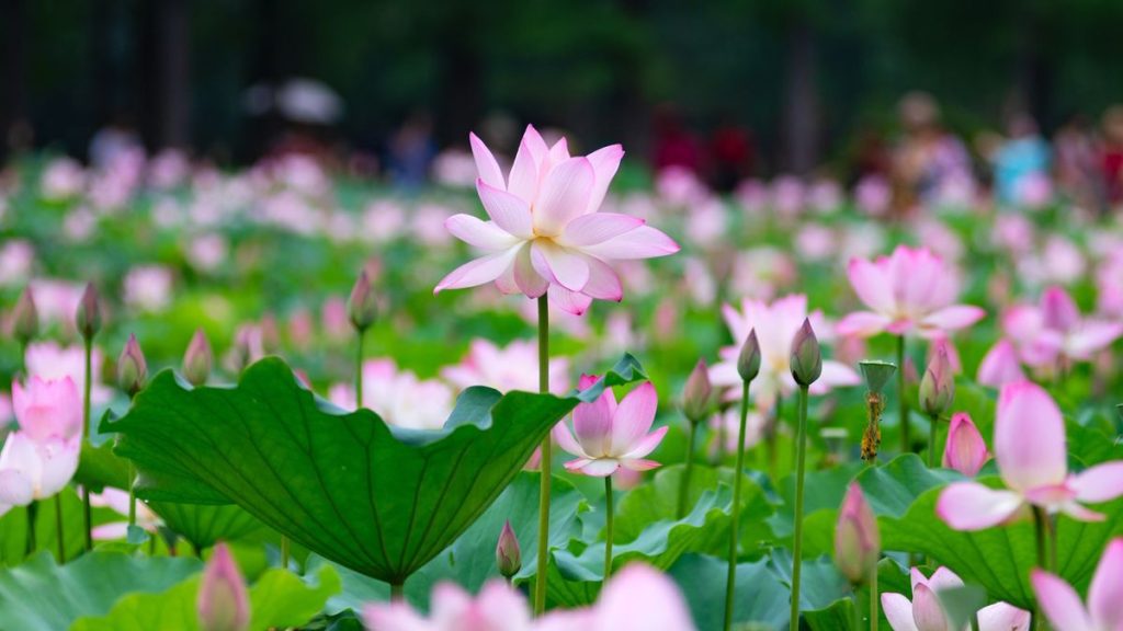 Comment cultiver le lotus sacré - pour une ancienne plante d'étang qui attire la bonne fortune et améliore le feng shui de jardin