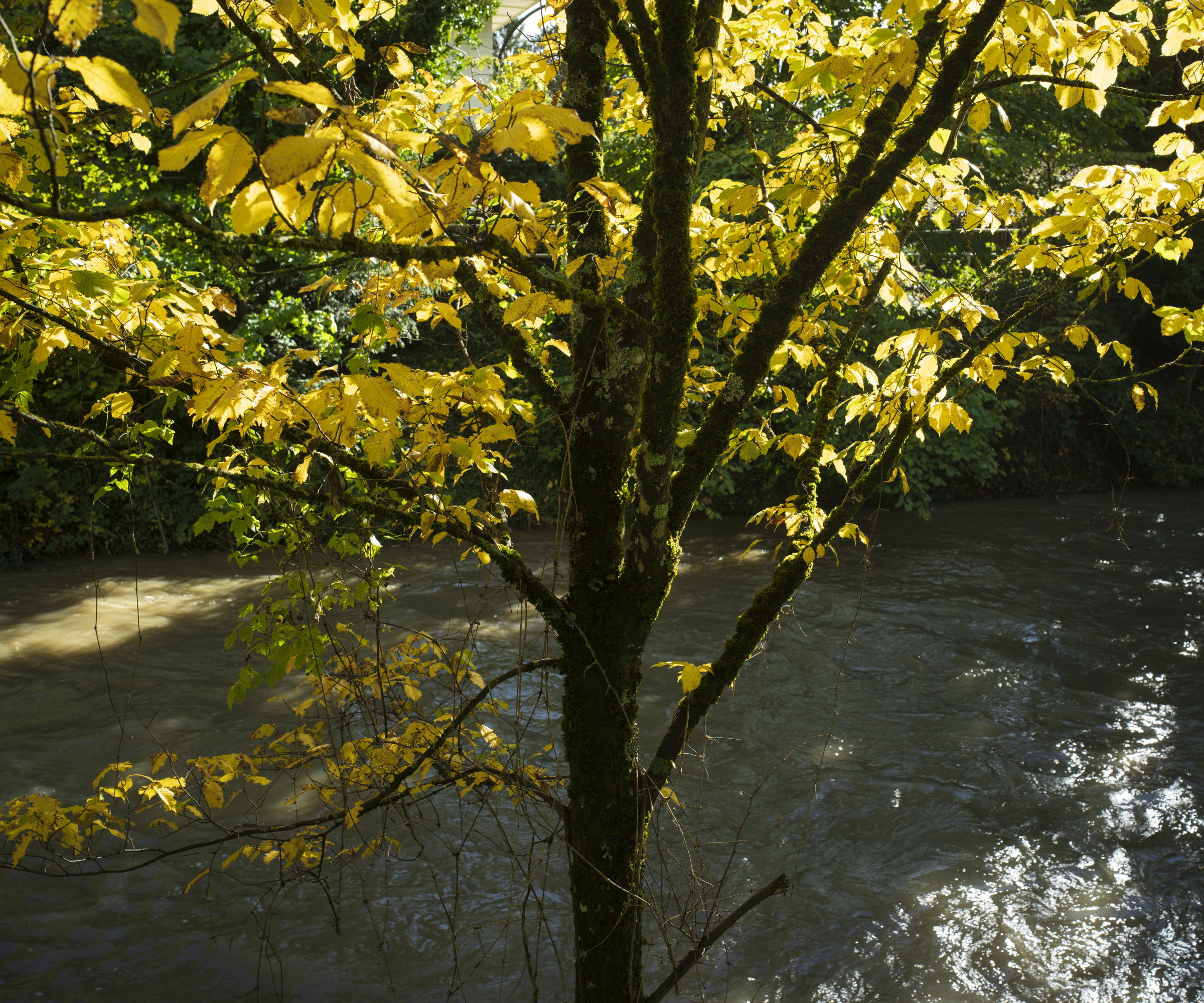Un arbre jaune américain poussant par une rivière