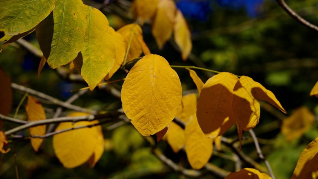 Comment et quand tailler un arbre jaune - pourquoi les arboriciens disent qu'il est essentiel de couper les jeunes arbres pour assurer une longue durée de vie