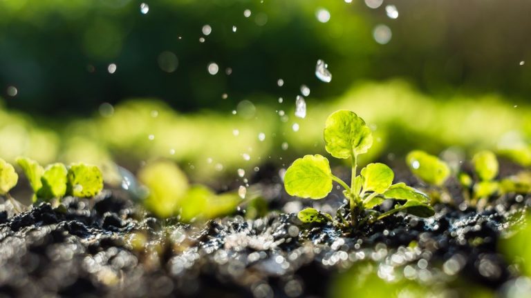 Plantes à ne jamais acheter comme semis – les experts recommandent des légumes, des fleurs et des herbes que vous devriez semer à partir de la graine à la place Plantes à ne jamais acheter comme semis - les experts recommandent des légumes, des fleurs et des herbes que vous devriez semer à partir de la graine à la place