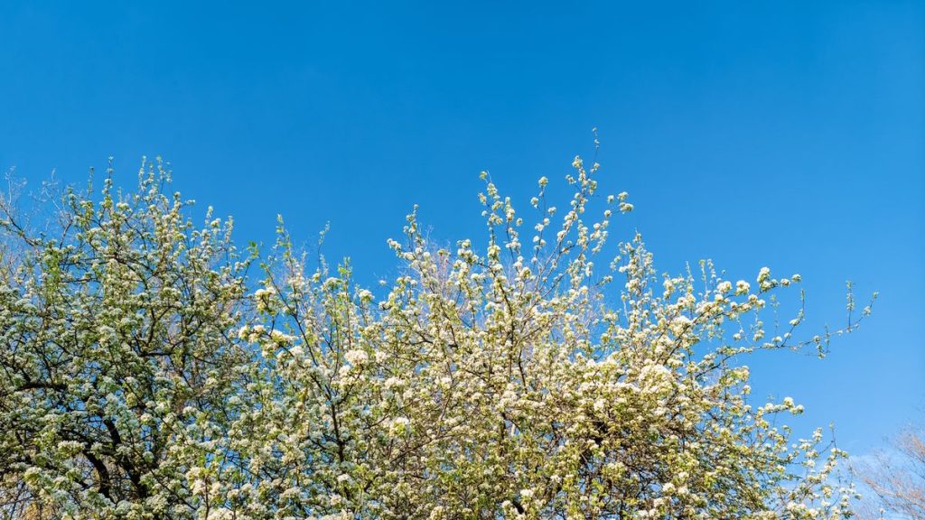Pourquoi vous ne devriez jamais planter Bradford Pear dans votre cour - comment contrôler cet arbre invasif, ainsi que les meilleures alternatives indigènes