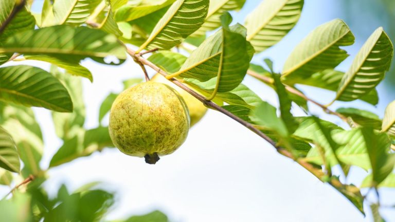 Comment faire pousser des goyave à l’extérieur – les experts en fruits tropicaux révèlent les secrets au succès Comment faire pousser des goyave à l'extérieur - les experts en fruits tropicaux révèlent les secrets au succès