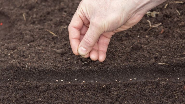 7 des légumes les plus faciles à planter en mars – même les débutants peuvent prospérer avec ces cultures simples à cultiver 7 des légumes les plus faciles à planter en mars - même les débutants peuvent prospérer avec ces cultures simples à cultiver