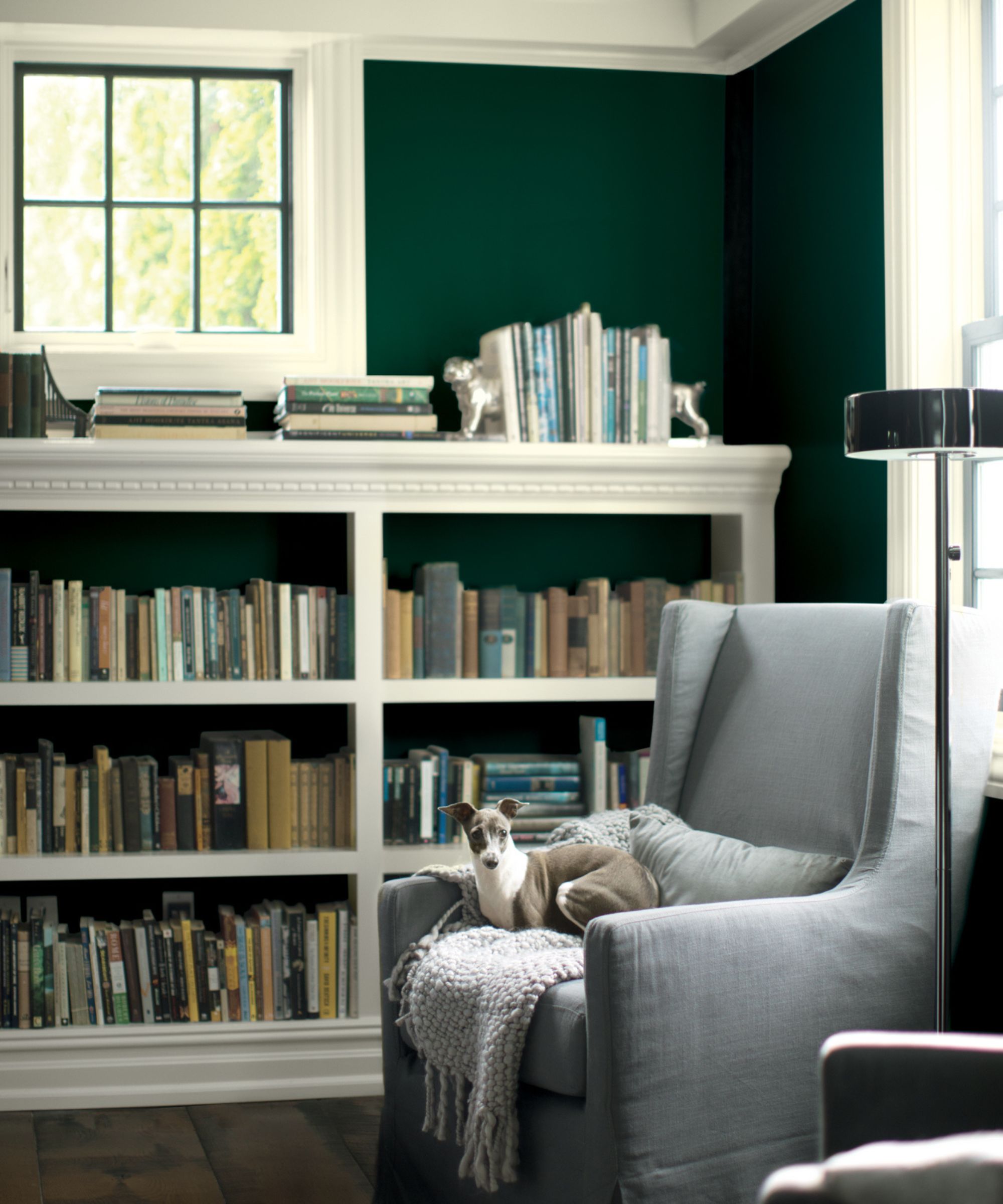 Salle de la bibliothèque à la maison avec étagères, fenêtre, fauteuil gris avec chien, mur vert foncé