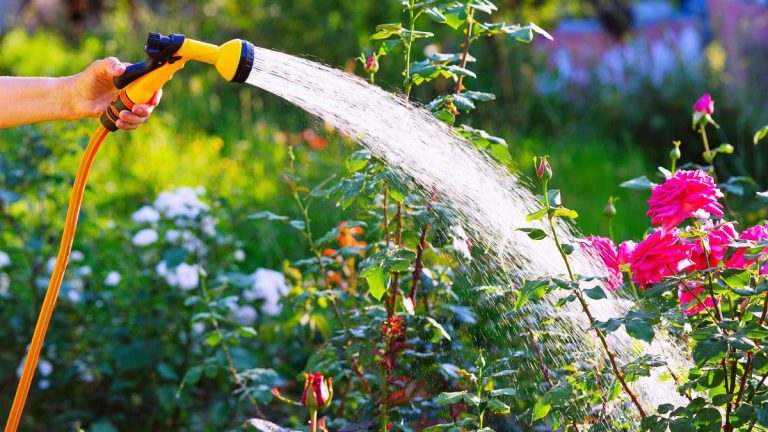 Erreurs de tuyaux de jardin – Les experts de la cour révèlent 6 erreurs «graves» qui peuvent ruiner votre tuyau, faire frire votre pelouse et même changer la couleur de vos plantes Erreurs de tuyaux de jardin - Les experts de la cour révèlent 6 erreurs «graves» qui peuvent ruiner votre tuyau, faire frire votre pelouse et même changer la couleur de vos plantes