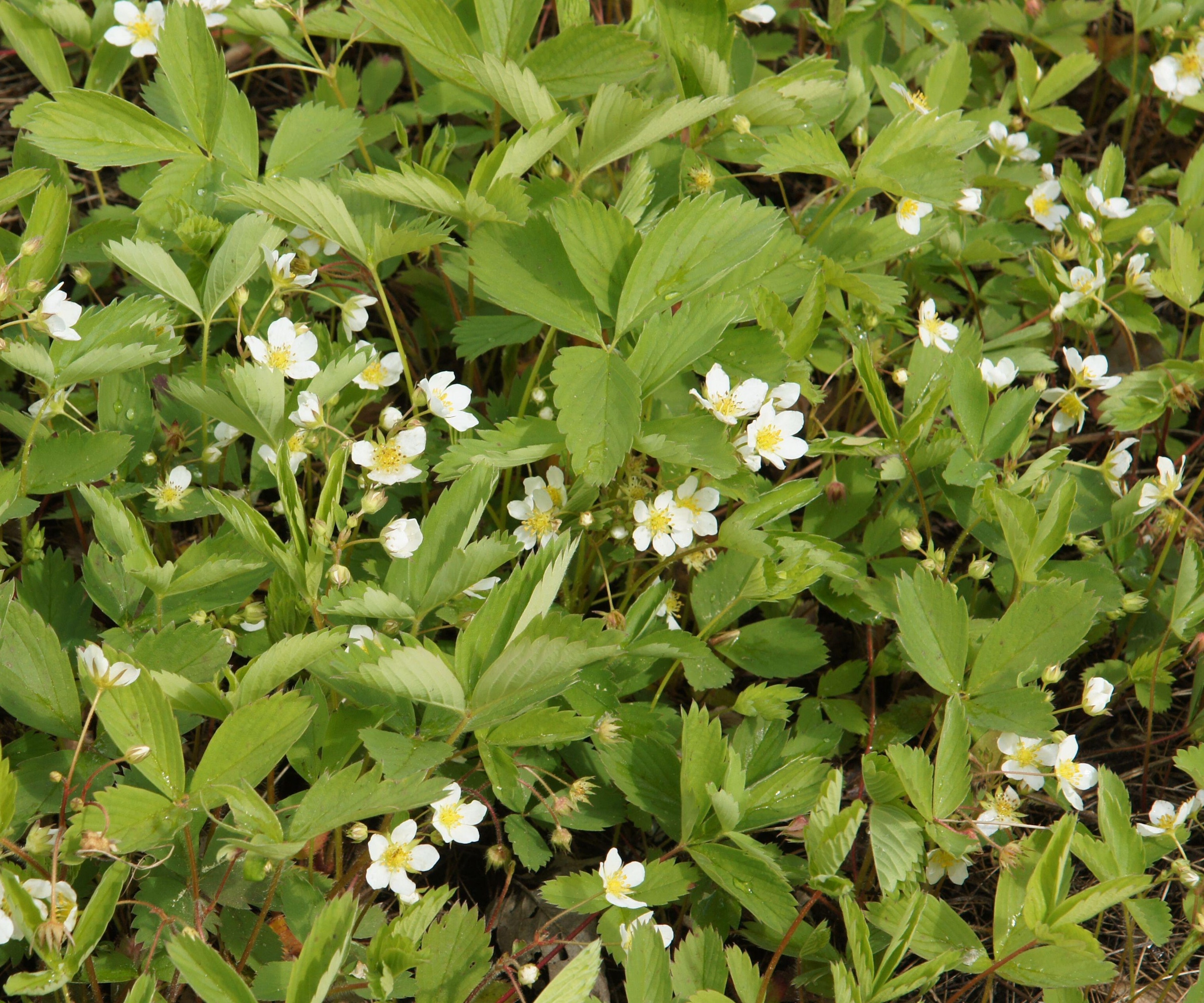 Fraise sauvage dans les fleurs blanches pendant l'été