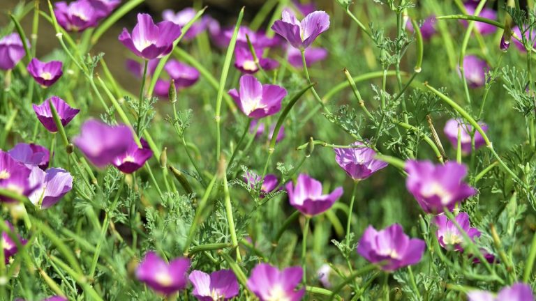 Meilleures plantes de couverture du sol indigènes pour arrêter les mauvaises herbes – 5 espèces approuvées expertes pour garder les mauvaises herbes hors de vos frontières Meilleures plantes de couverture du sol indigènes pour arrêter les mauvaises herbes - 5 espèces approuvées expertes pour garder les mauvaises herbes hors de vos frontières