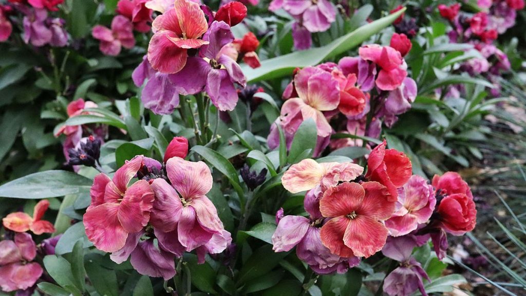 Comment cultiver des giroflures - pour une fleur de héros à faible entretien et durable dans le jardin du printemps et de l'été