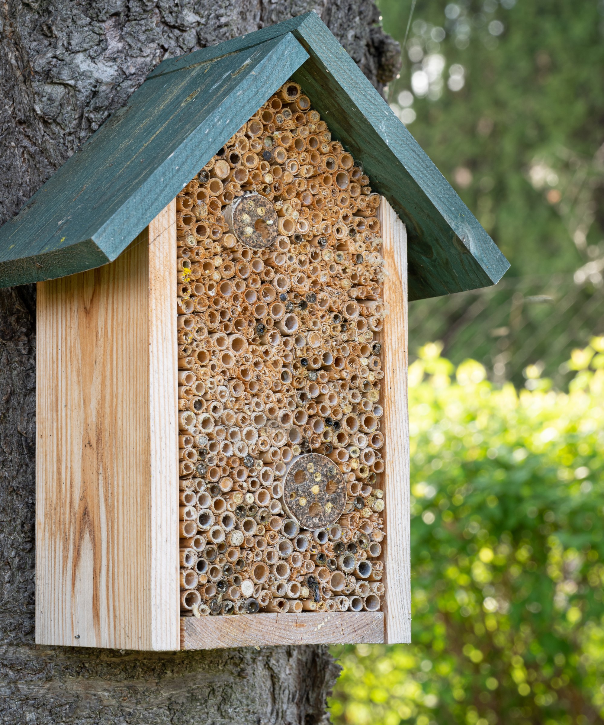 Un hôtel d'abeille placé sur un arbre