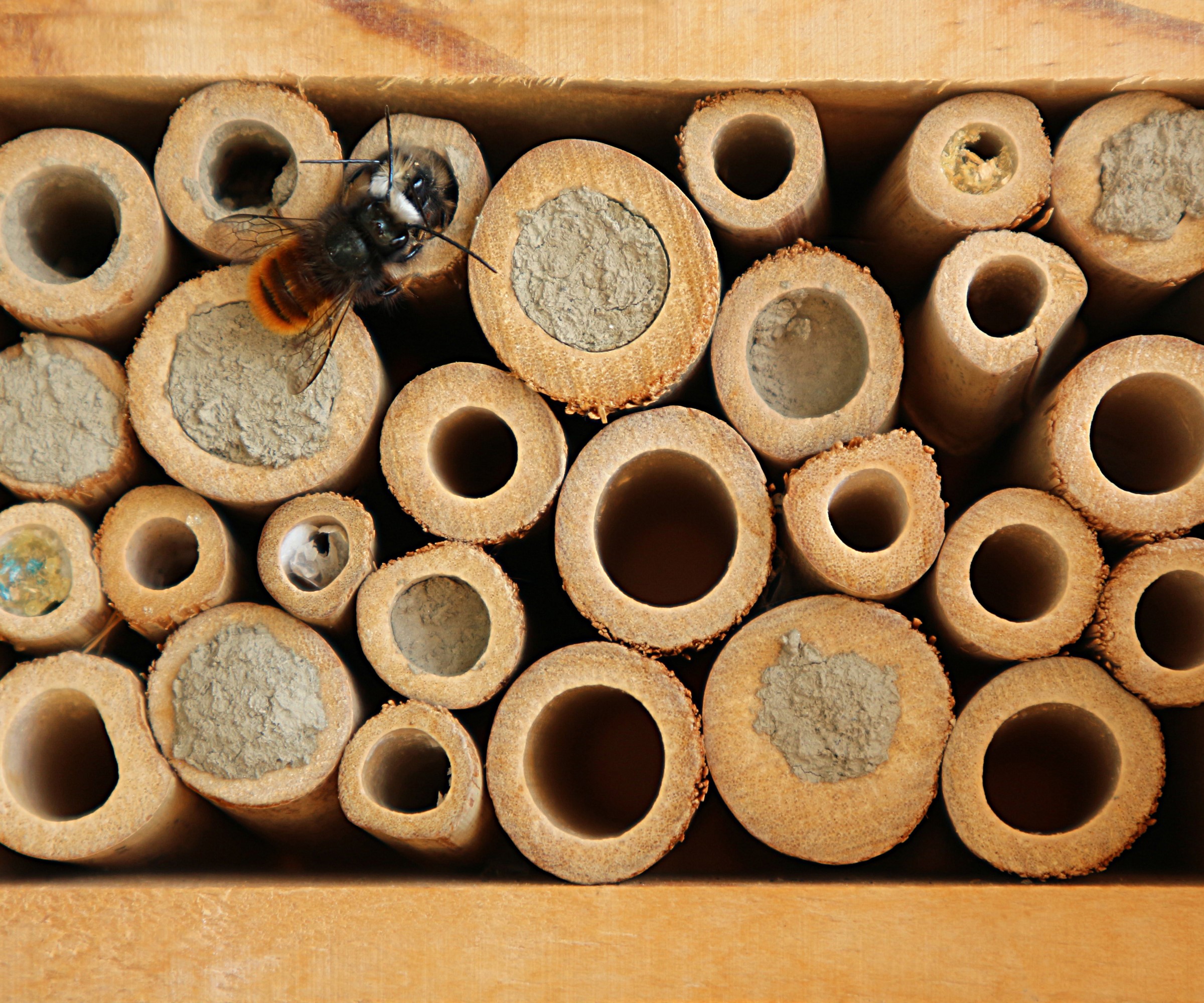 Un hôtel d'abeille avec une abeille solitaire