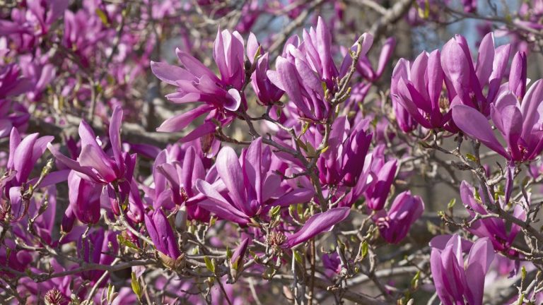 Meilleurs arbres nains pour les espaces compacts – 5 espèces inhabituelles pour transformer même la plus petite cour Meilleurs arbres nains pour les espaces compacts - 5 espèces inhabituelles pour transformer même la plus petite cour