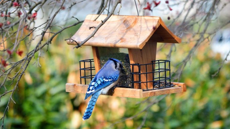 Comment nettoyer une mangeoire à oiseaux – Un ornithologue partage 5 étapes clés pour l’alimentation propre pendant la grippe aviaire Comment nettoyer une mangeoire à oiseaux - Un ornithologue partage 5 étapes clés pour l'alimentation propre pendant la grippe aviaire
