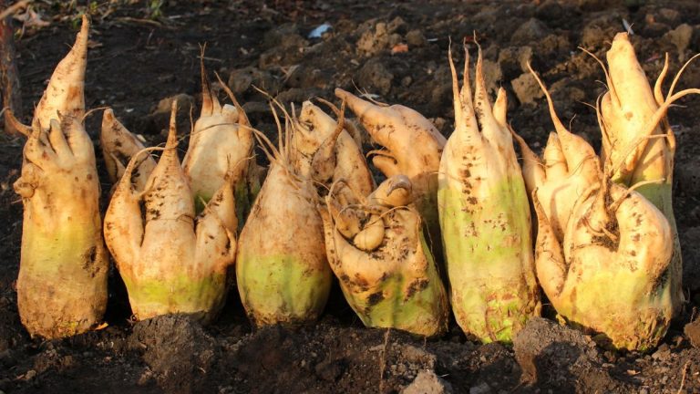 Comment cultiver Mangelwurzel - pour un légume historique polyvalent et merveilleux