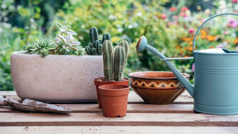Comment faire votre propre mélange de repottage de cactus - un bricolage facile à donner à vos plantes d'intérieur de désert une maison heureuse