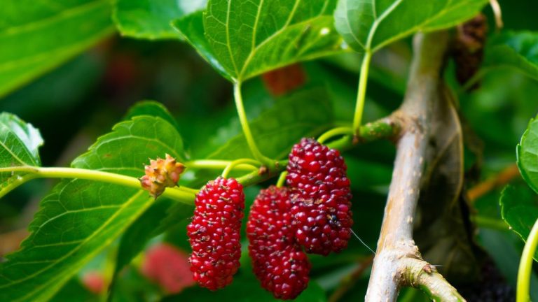 Comment faire pousser des mûriers dans des pots - pour transformer les petits espaces avec cette belle et délicieuse plante de fructification