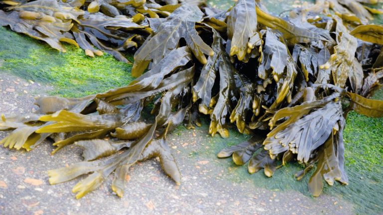 4 raisons pour lesquelles vous devriez utiliser des algues dans le jardin, ainsi que les plantes qui bénéficient le plus de cette merveille naturelle
