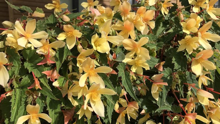 Comment planter des bégonia bulbes - et transformer votre cour avec la plante ultime de fleurs d'été