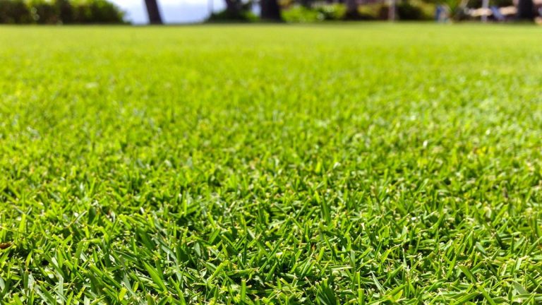 Semé à fente Une pelouse est idéale pour revigorer l'herbe mince ou inégale - les experts en gazon révèlent quand et comment faire cette méthode moderne de surévaluation