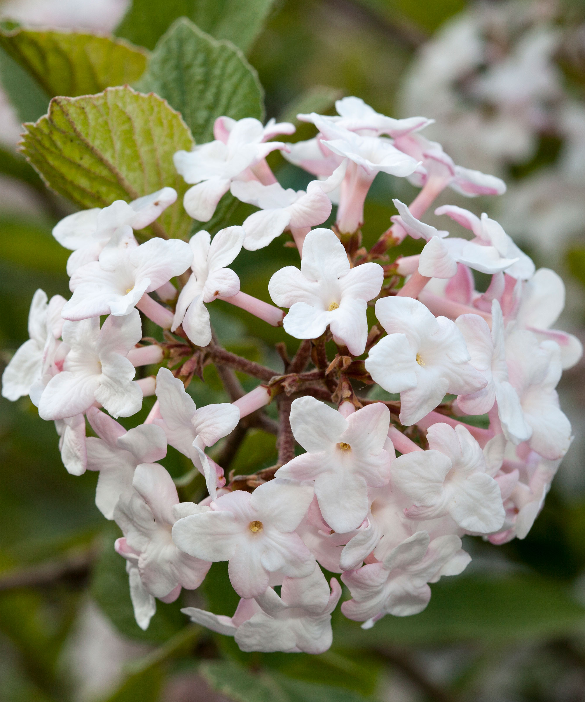 grandes fleurs sur un arbuste Viburnum carlesii au printemps