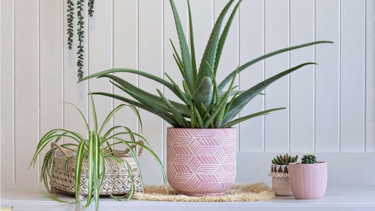 4 Utilisations inattendues des plantes d'Aloe Vera - Cosmétiques et experts botaniques révèlent comment tirer le meilleur parti de cette planche populaire