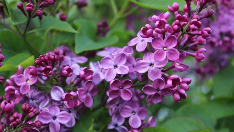 Comment cultiver le lilas dans les pots - pour un arbuste à fleurs de printemps parfumé qui élèvera même les plus petits yards