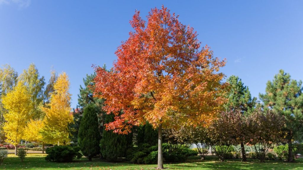 C'est votre dernière chance de tailler des chênes pour éviter une maladie potentiellement mortelle qui peut tuer des arbres en quelques mois, révèlent les arboriciens