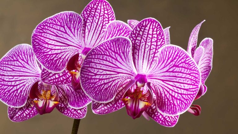 Où placer une orchidée pour le bon feng shui - Les professionnels partagent des conseils pour améliorer la beauté et les relations
