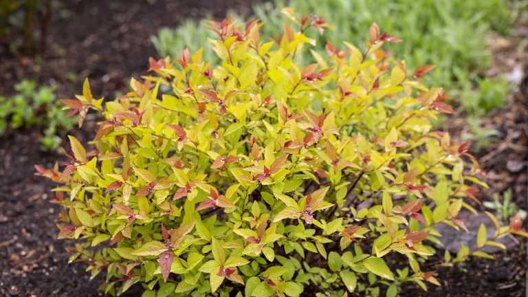 Converseens nains à faible entretien pour les petits espaces - 5 plantes compactes faciles à cultiver pour la verdure toute l'année