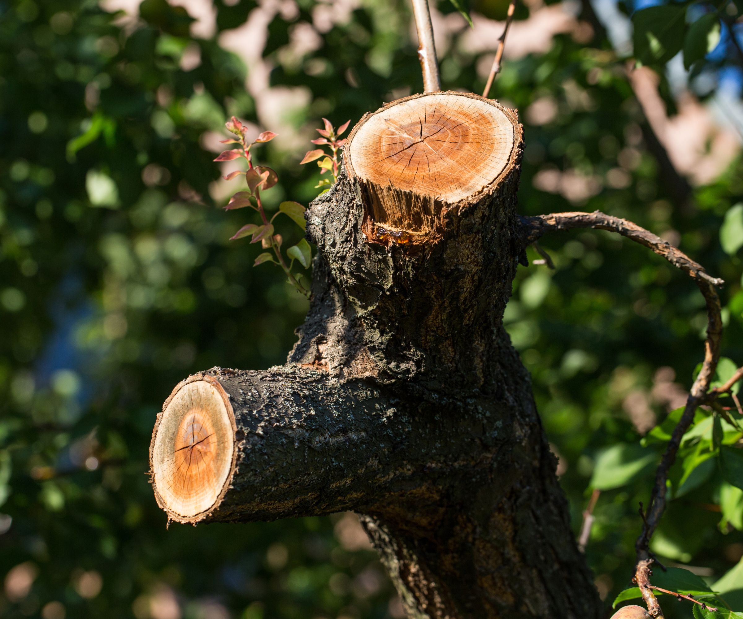 Sève qui fuyait d'un arbre mal à l'échelle