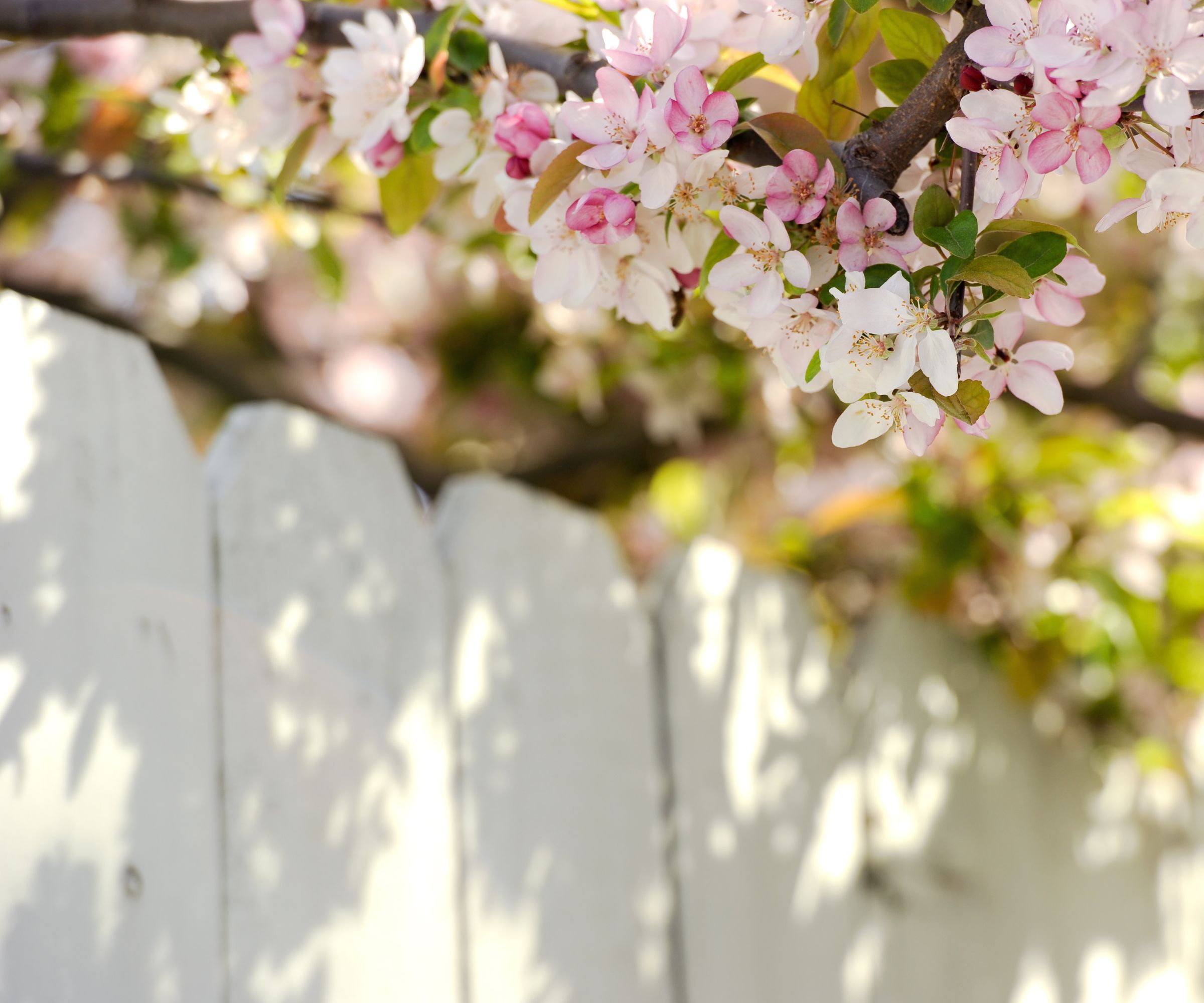 La fleur de pomme poussant sur une clôture blanche