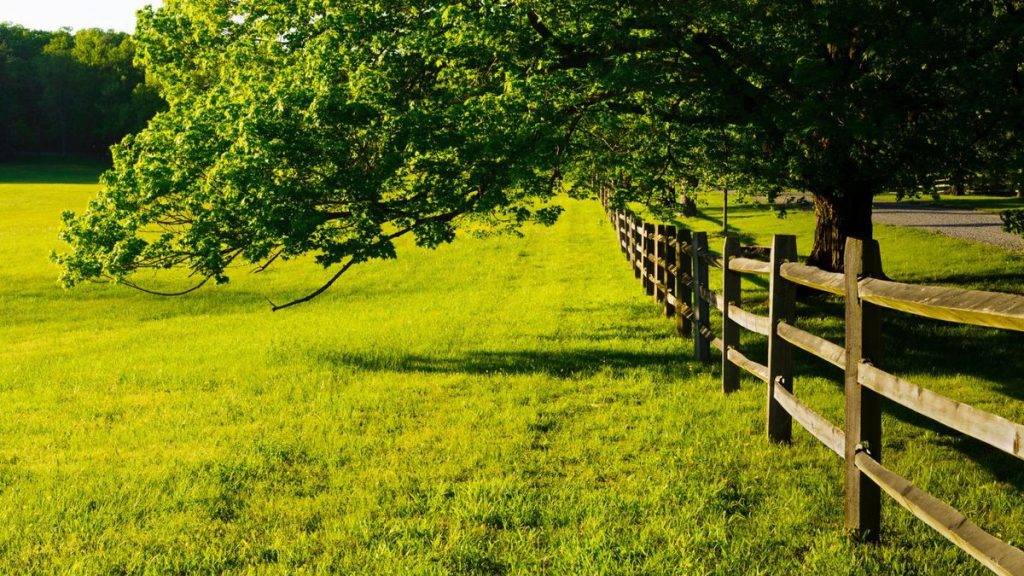 Puis-je tailler l'arbre de mon voisin? Les avocats et les aboristes révèlent quand vous pouvez tailler une branche qui pousse dans votre cour - et quand vous pourriez enfreindre la loi