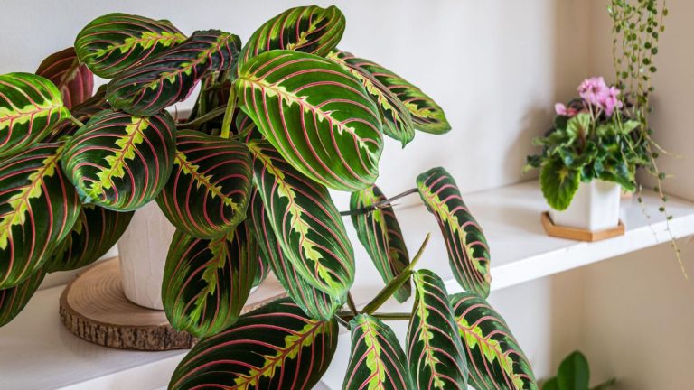 Les plantes de prière fleurissent-elles? L’expert en horticulture révèle comment créer l’environnement exact nécessaire à la floraison Les plantes de prière fleurissent-elles? L'expert en horticulture révèle comment créer l'environnement exact nécessaire à la floraison